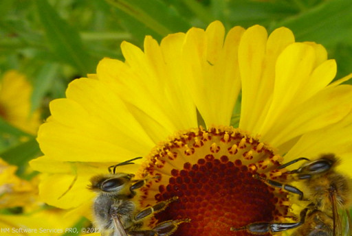 Bienen an Blte